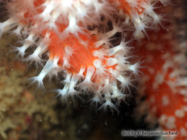 Alcyon rouge - Alcyonium glomeratum - Benjamin Guichard - BioObs