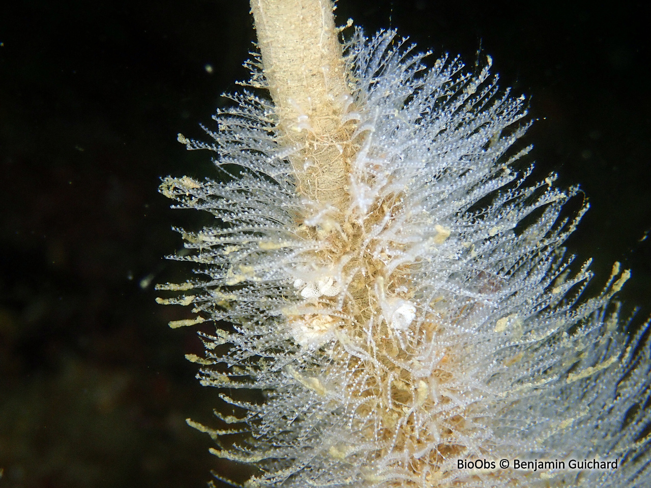 Hydraire-antenne antennella - Antennella siliquosa - Benjamin Guichard - BioObs