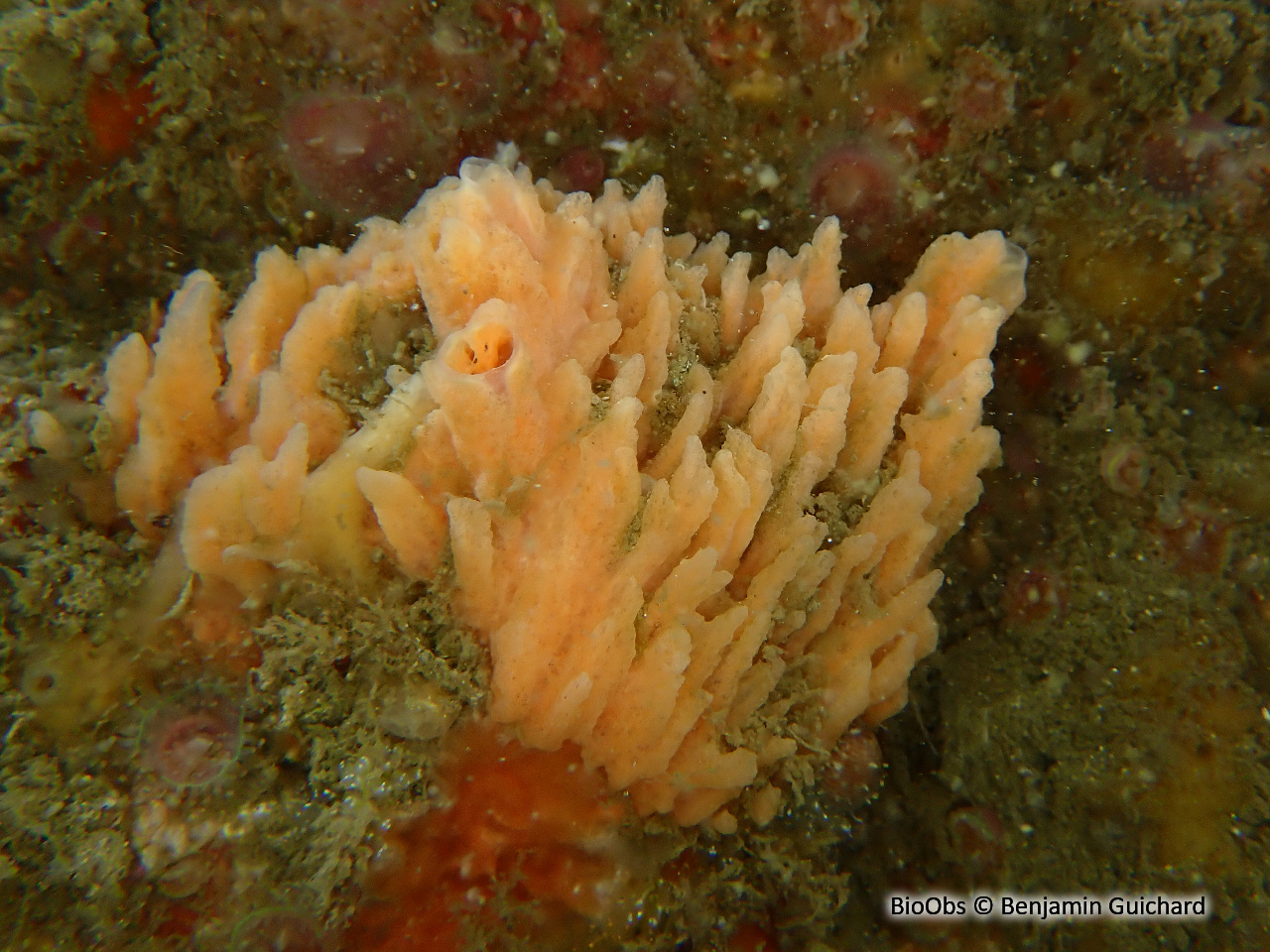 Eponge-miette de pain - Hymeniacidon perlevis - Benjamin Guichard - BioObs