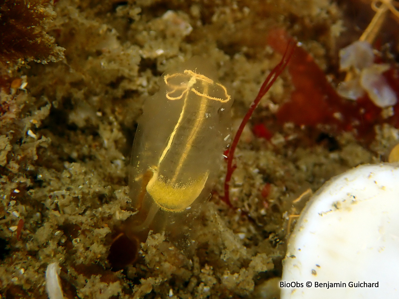 Grande claveline - Clavelina lepadiformis - Benjamin Guichard - BioObs