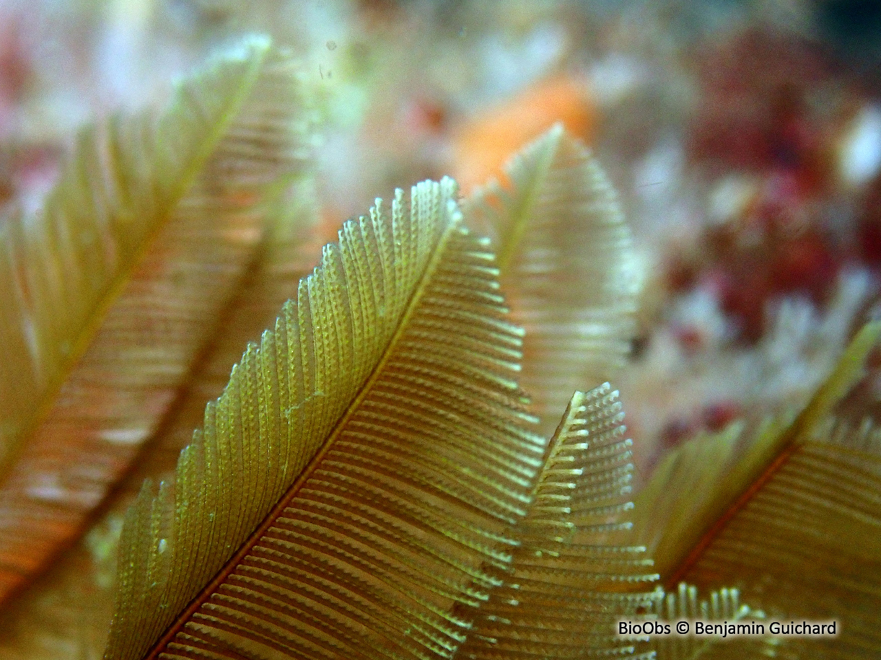 Plume d'or - Gymnangium montagui - Benjamin Guichard - BioObs