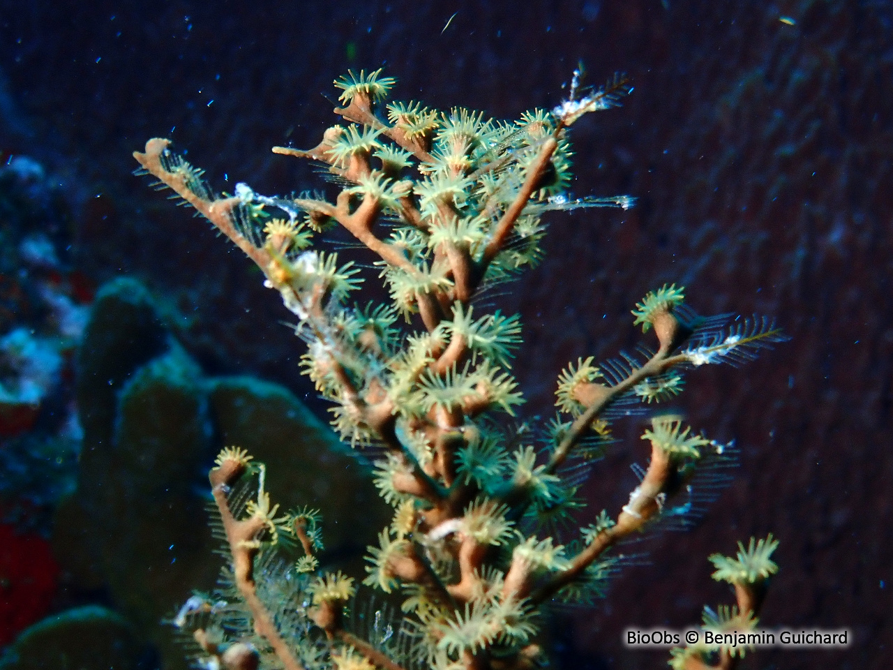 Zoanthaire des hydraires - Hydrozoanthus tunicans - Benjamin Guichard - BioObs