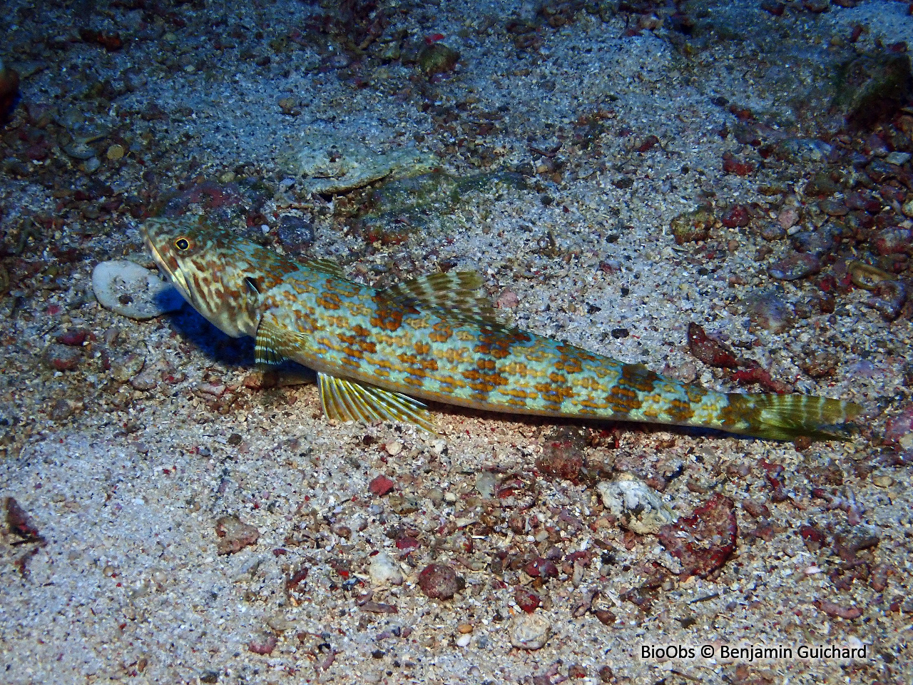 Anoli de sable - Synodus intermedius - Benjamin Guichard - BioObs