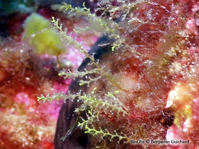 Sertularelle de Méditerranée - Sertularella mediterranea - Benjamin Guichard - BioObs