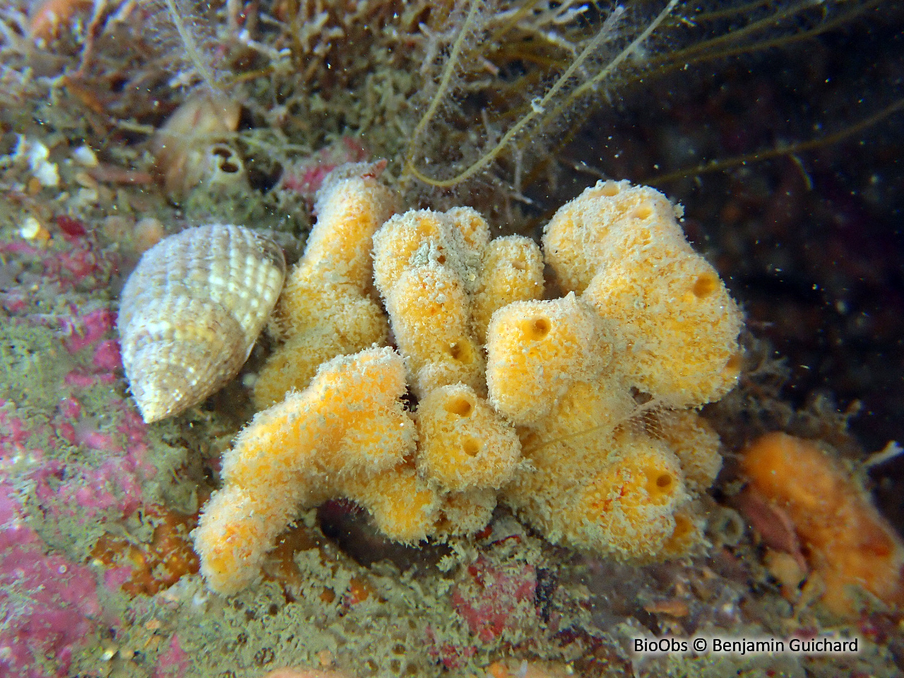 Stelligère étoilée - Stelligera montagui - Benjamin Guichard - BioObs