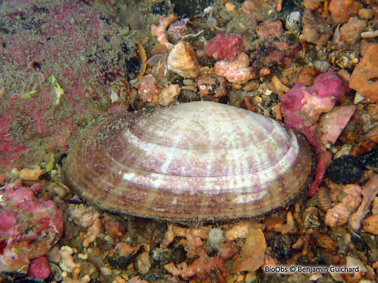 Psammobie déprimée - Gari depressa - Benjamin Guichard - BioObs