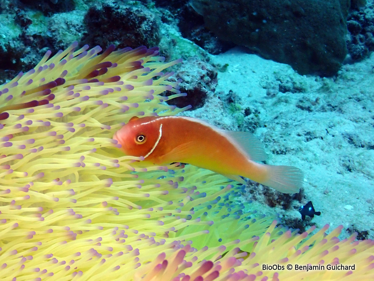 Poisson-clown rose - Amphiprion perideraion - Benjamin Guichard - BioObs