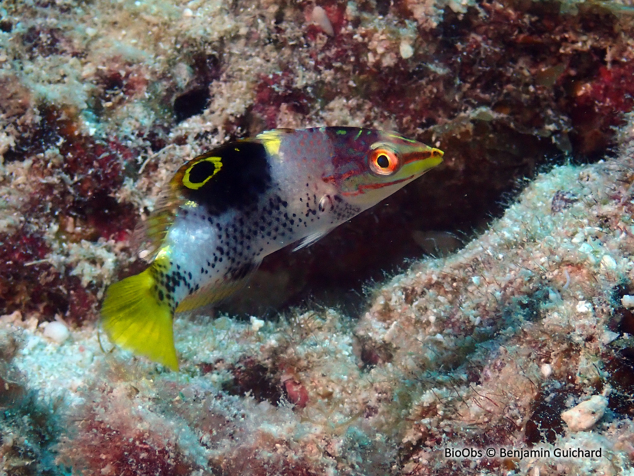 Labre-échiquier - Halichoeres hortulanus - Benjamin Guichard - BioObs