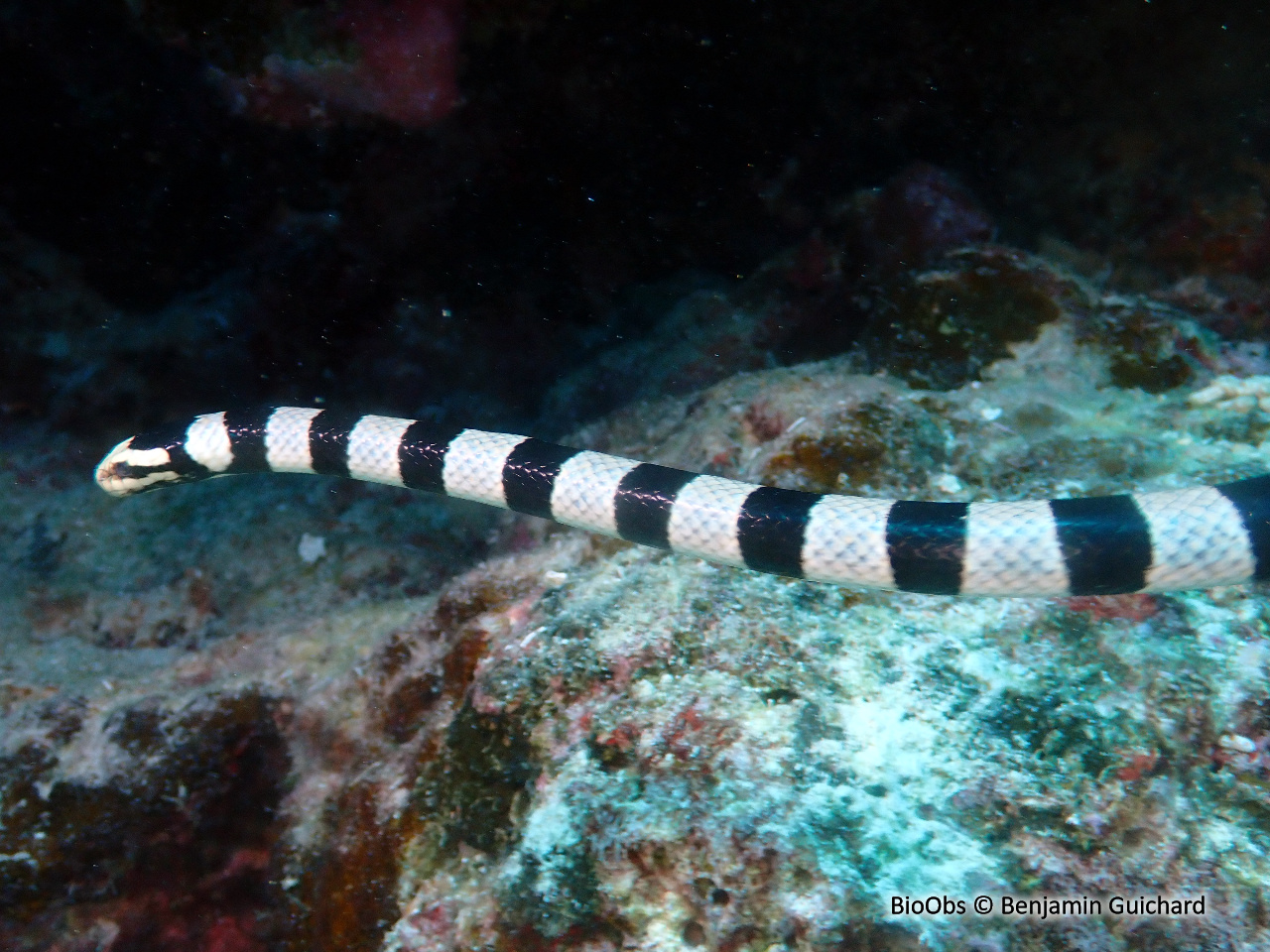 Tricot rayé jaune - Laticauda saintgironsi - Benjamin Guichard - BioObs