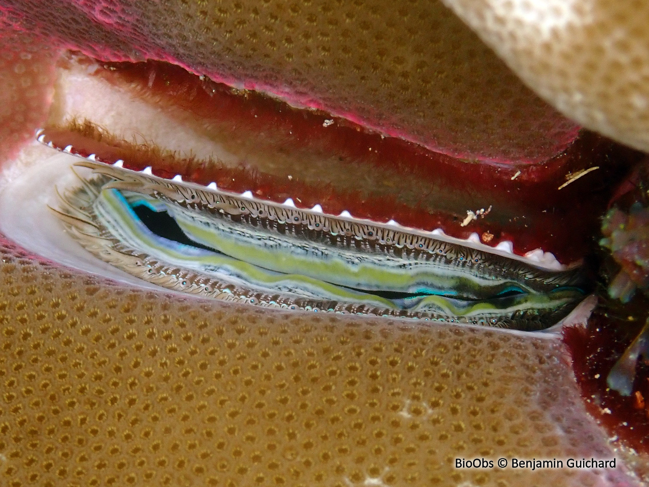 Huître corallicole - Pedum spondyloideum - Benjamin Guichard - BioObs