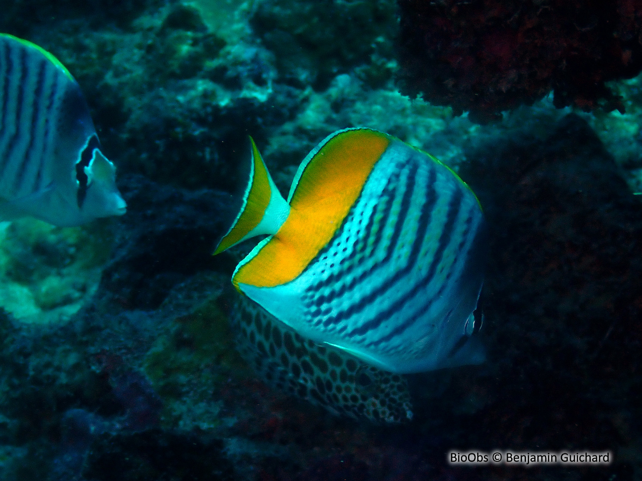 Poisson-papillon de Mertens - Chaetodon mertensii - Benjamin Guichard - BioObs