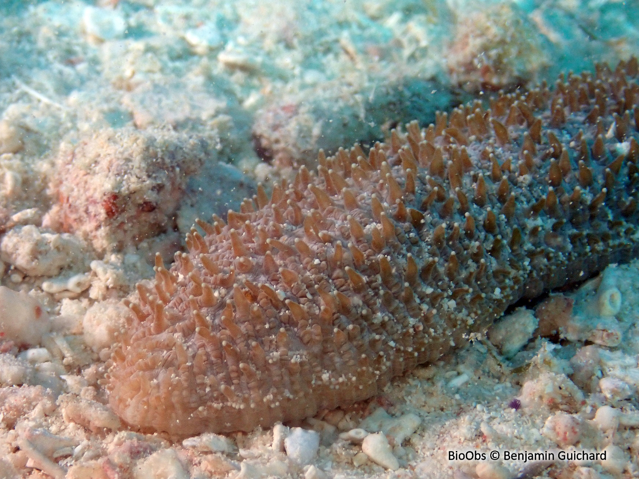 Corail-champignon taupe - Polyphyllia talpina - Benjamin Guichard - BioObs