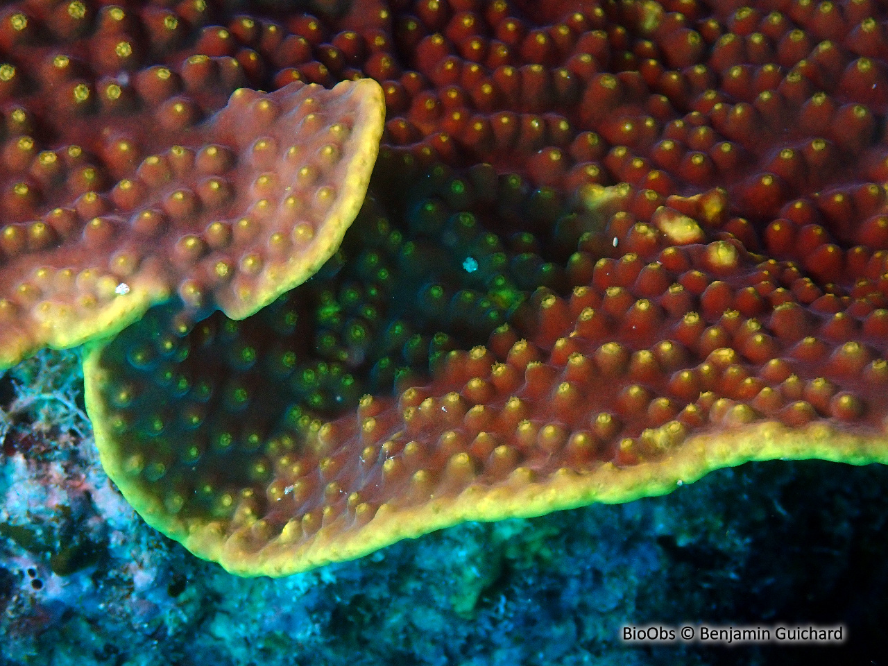 Turbinaire jaune - Turbinaria reniformis - Benjamin Guichard - BioObs