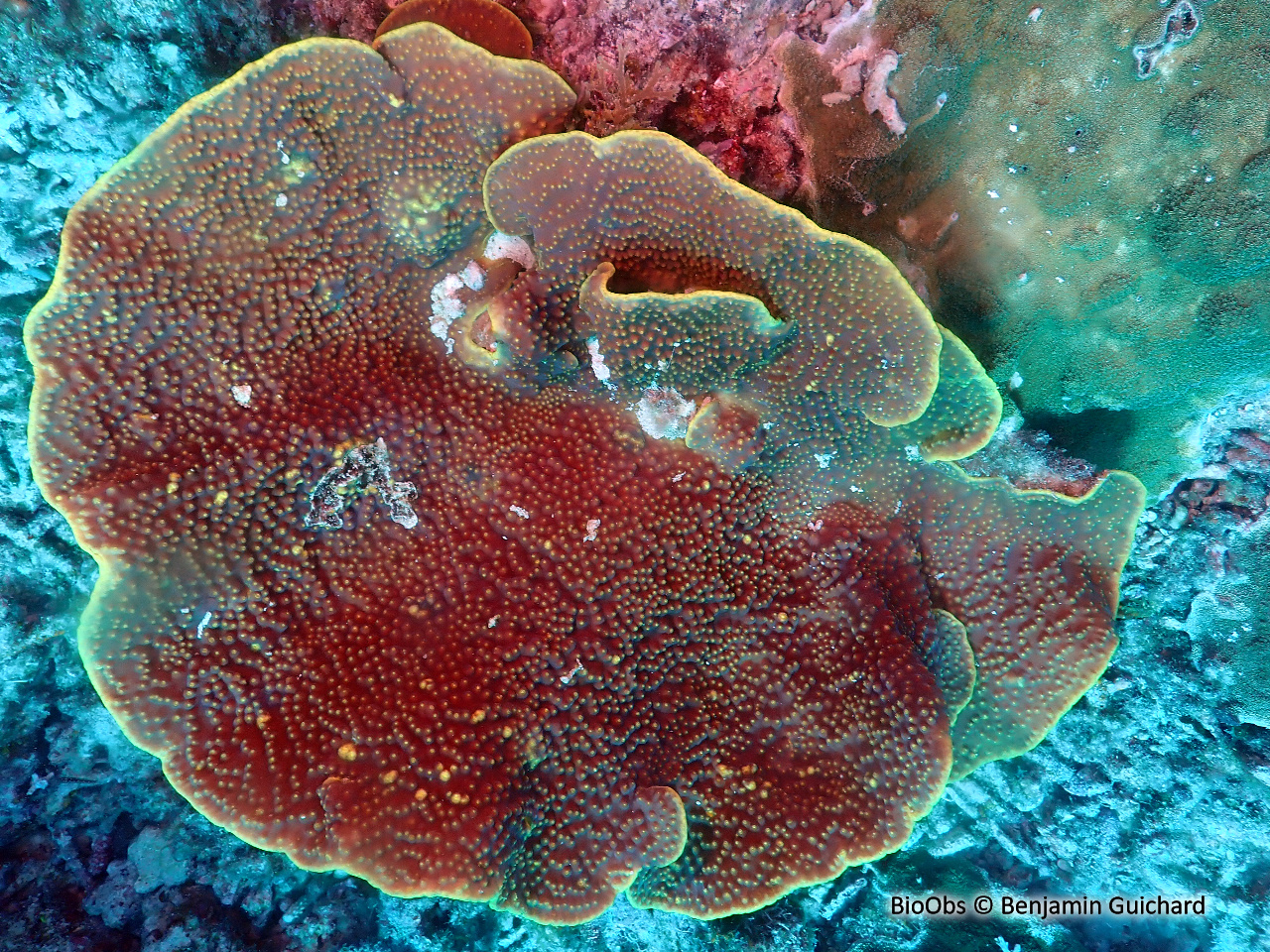 Turbinaire jaune - Turbinaria reniformis - Benjamin Guichard - BioObs