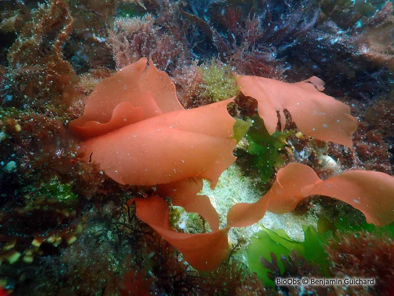 Steak de mer - Dilsea carnosa - Benjamin Guichard - BioObs