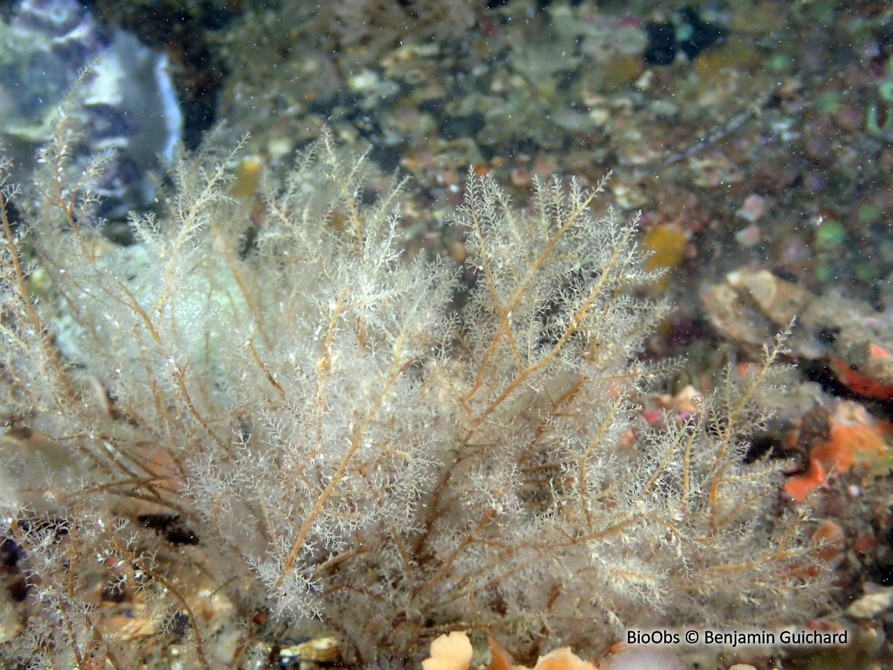 Sapin beige - Halecium halecinum - Benjamin Guichard - BioObs