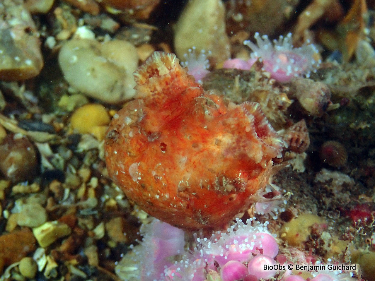 Ascidie boussole - Asterocarpa humilis - Benjamin Guichard - BioObs