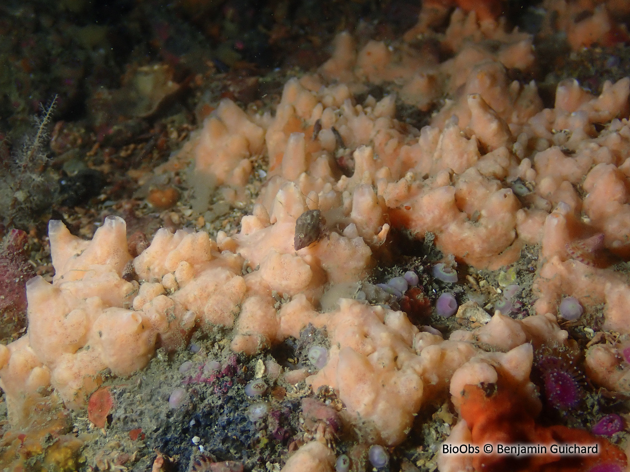 Eponge-miette de pain - Hymeniacidon perlevis - Benjamin Guichard - BioObs