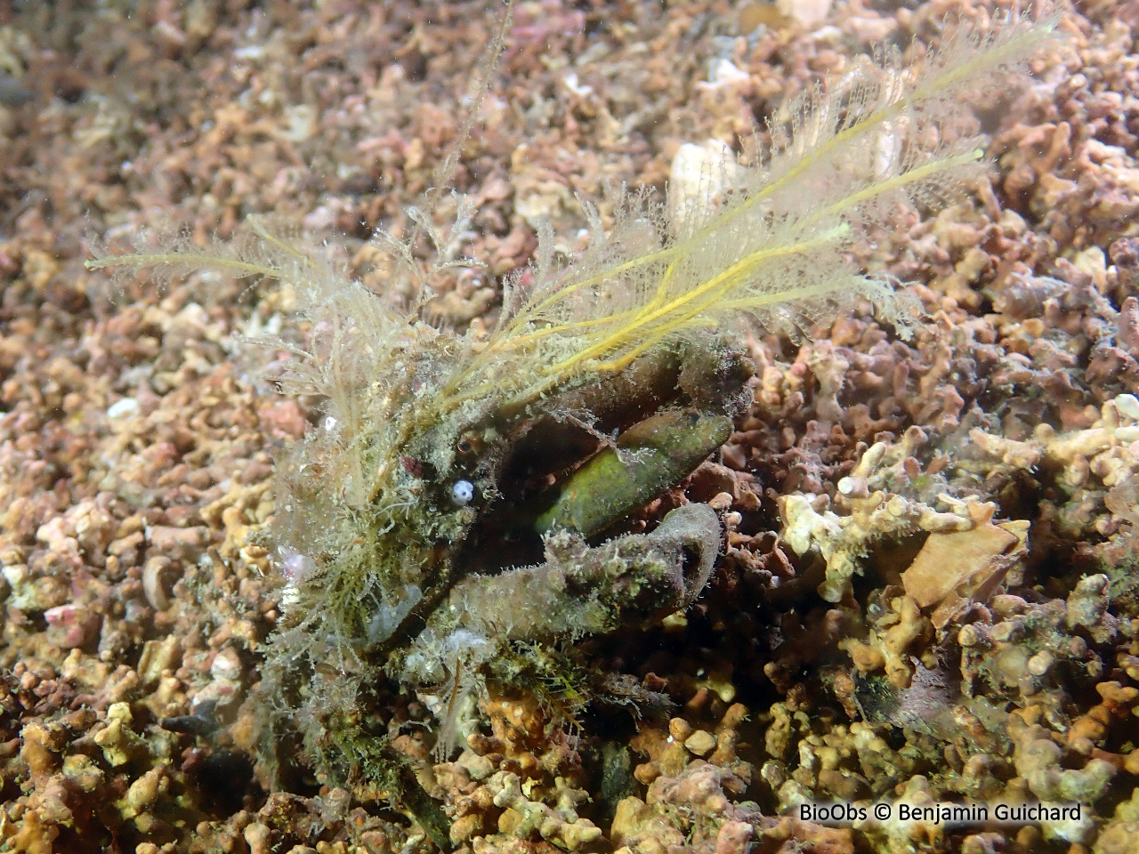 Pise à quatre dents - Pisa tetraodon - Benjamin Guichard - BioObs