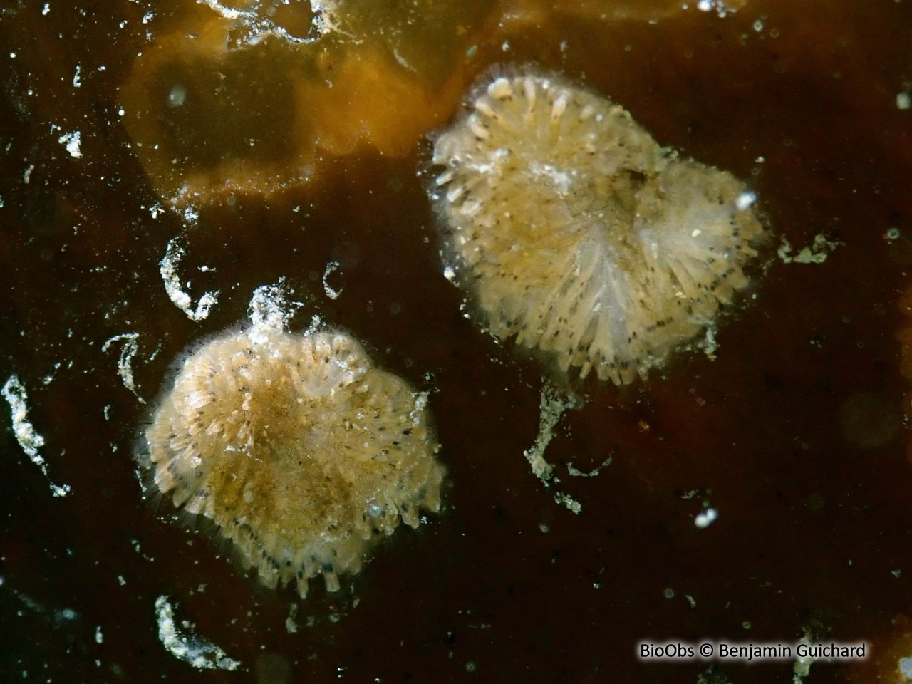 Tubulipore plumeux - Tubulipora plumosa - Benjamin Guichard - BioObs