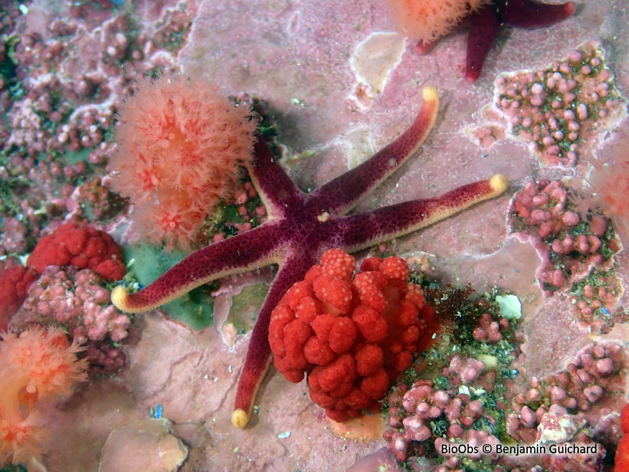 Etoile cuir sanguine - Henricia sanguinolenta - Benjamin Guichard - BioObs