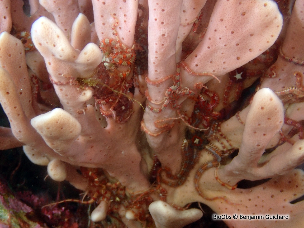 Ophiure-pâquerette - Ophiopholis aculeata - Benjamin Guichard - BioObs