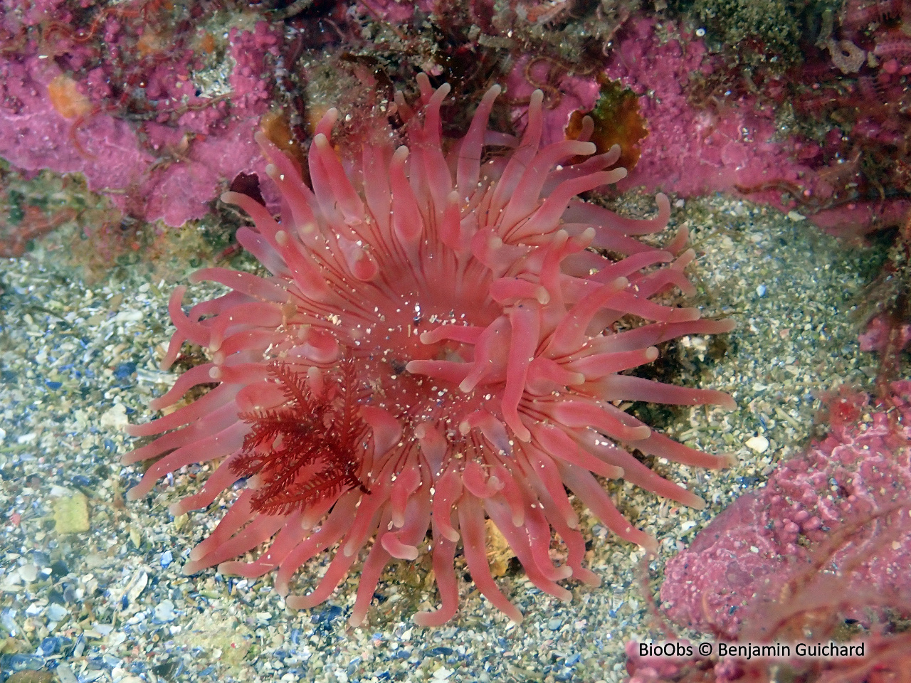 Anémone tâchetée - Urticina crassicornis - Benjamin Guichard - BioObs