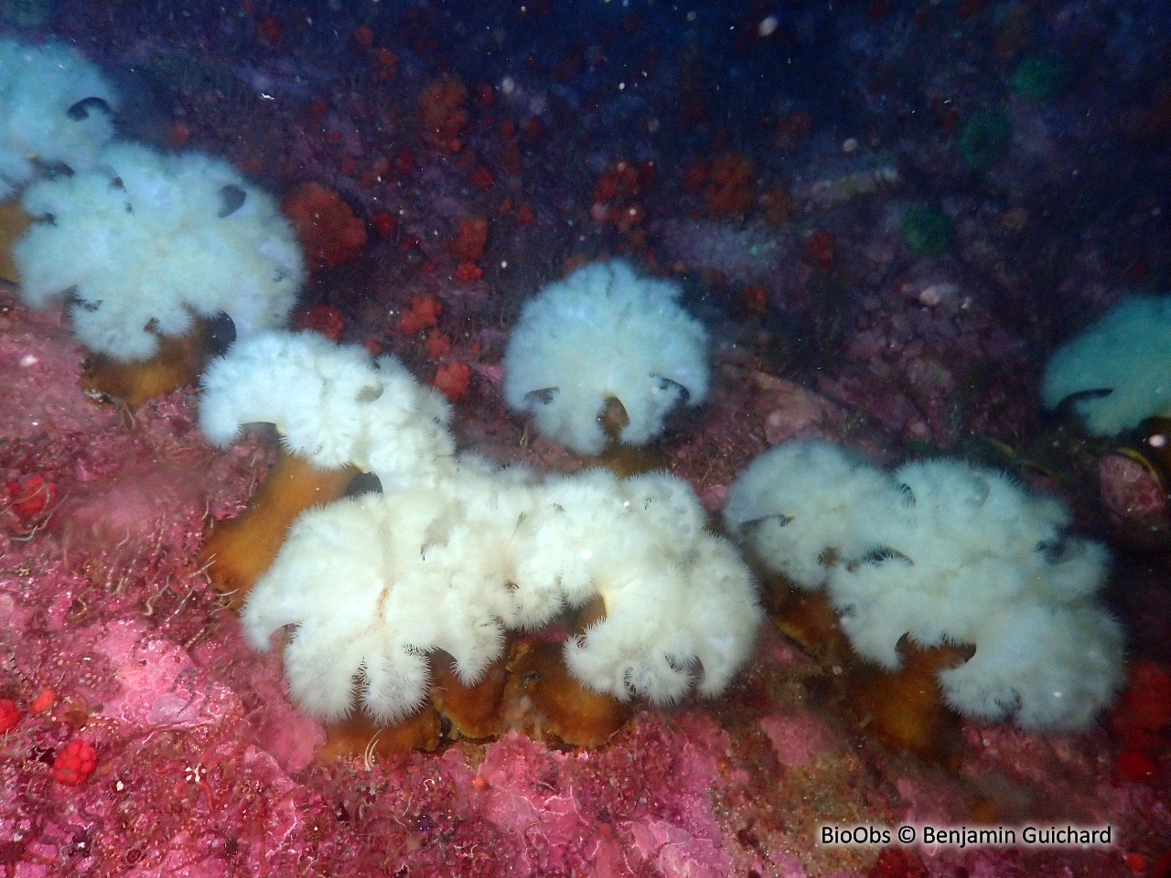 Oeillet de mer - Metridium senile - Benjamin Guichard - BioObs