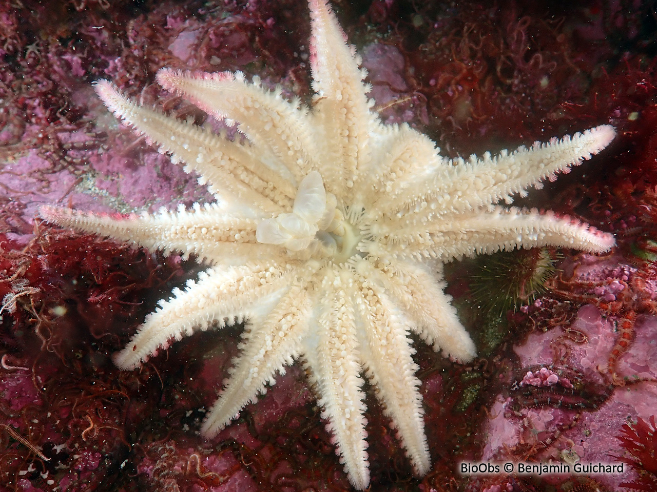 Crachat d'amiral - Crossaster papposus - Benjamin Guichard - BioObs