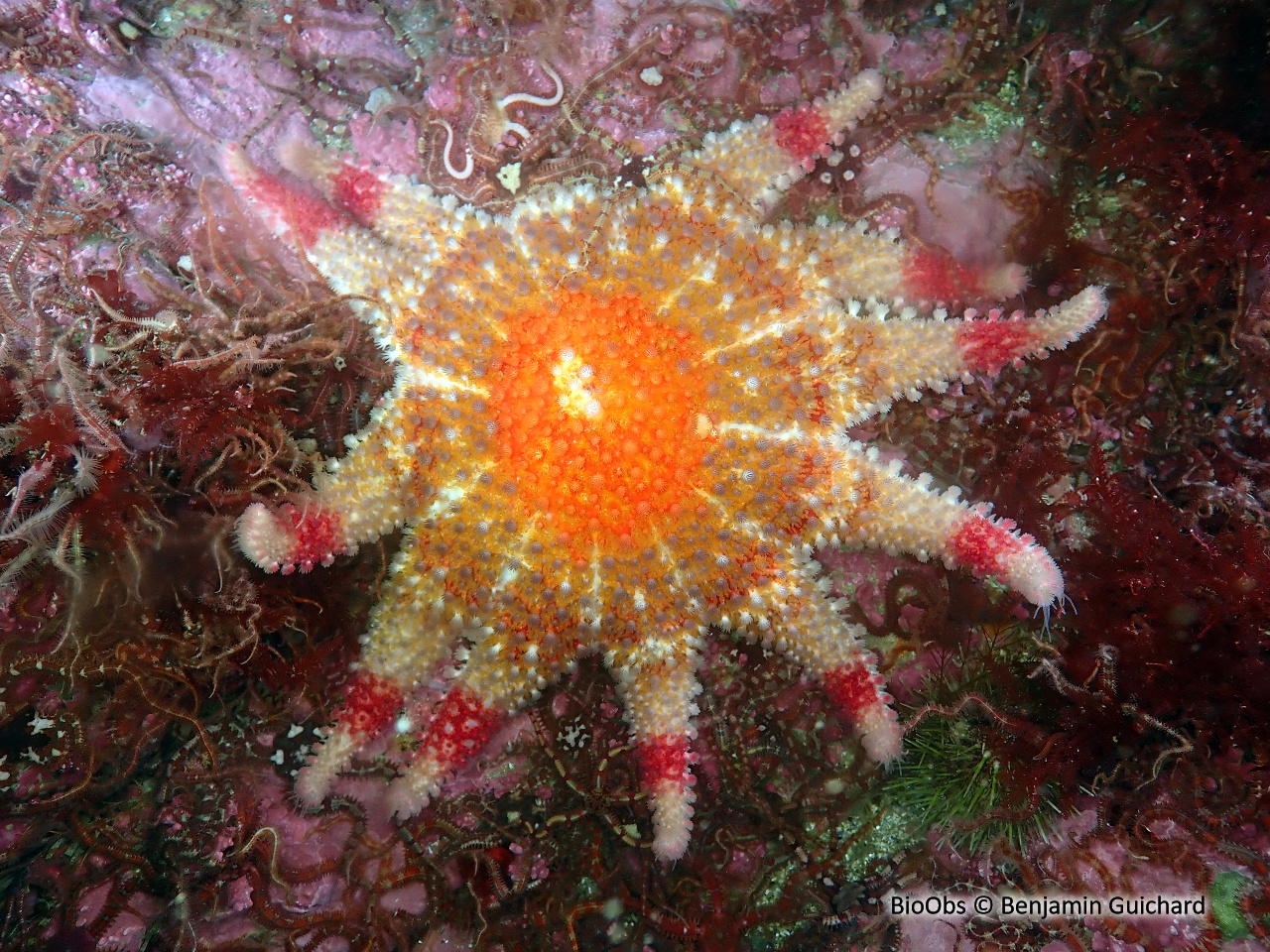 Crachat d'amiral - Crossaster papposus - Benjamin Guichard - BioObs