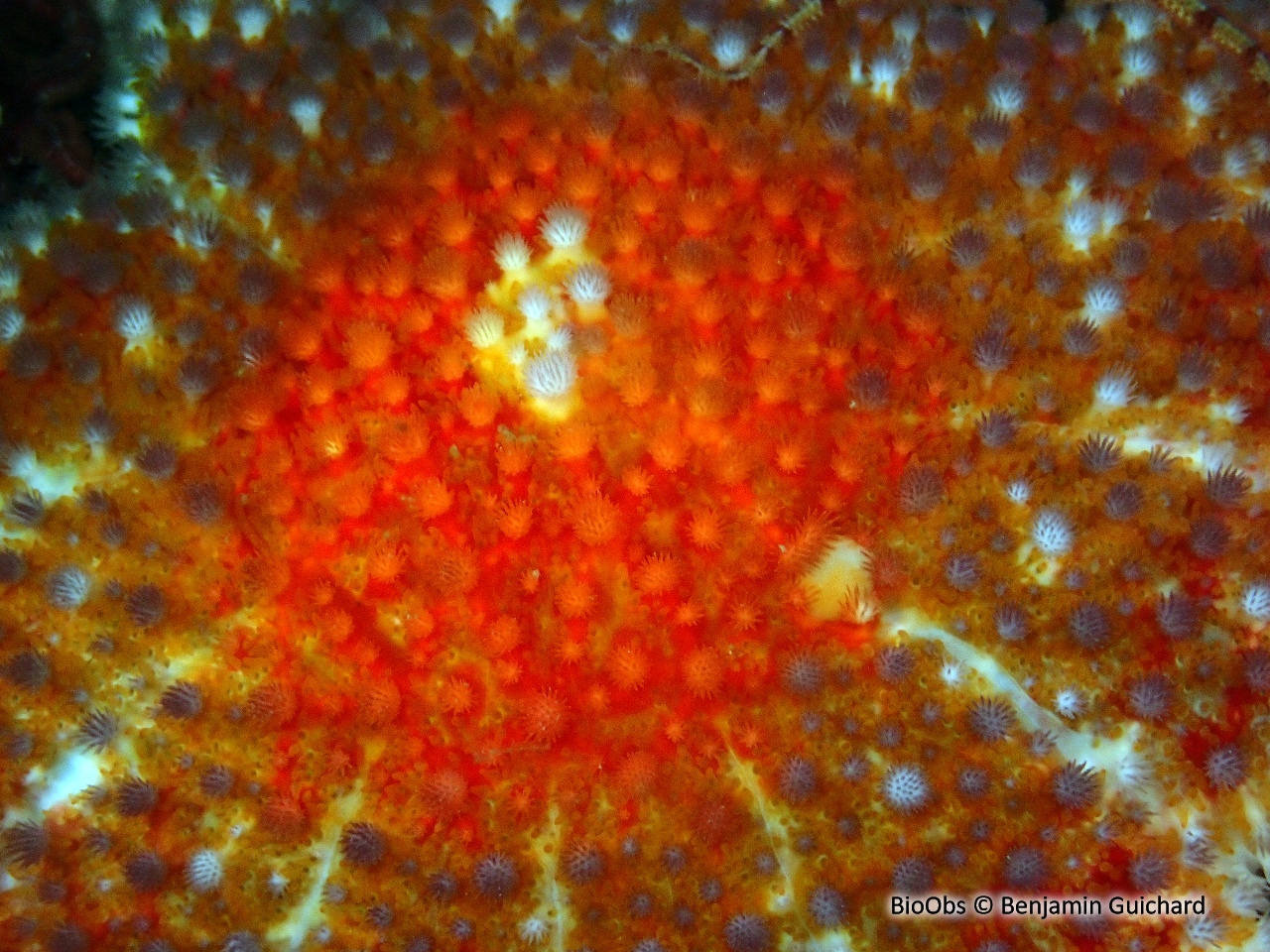 Crachat d'amiral - Crossaster papposus - Benjamin Guichard - BioObs