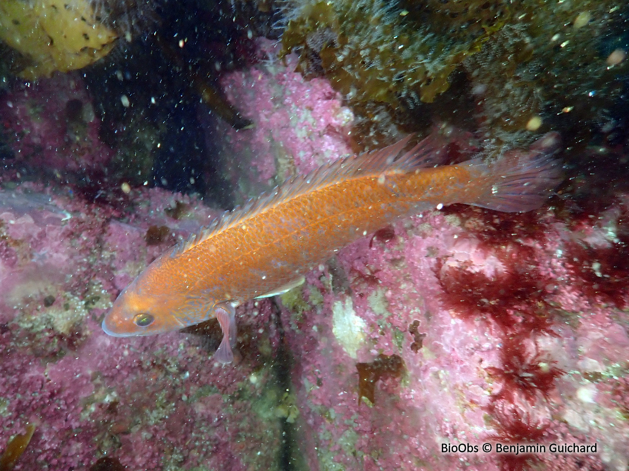 Tanche-tautogue - Tautogolabrus adspersus - Benjamin Guichard - BioObs