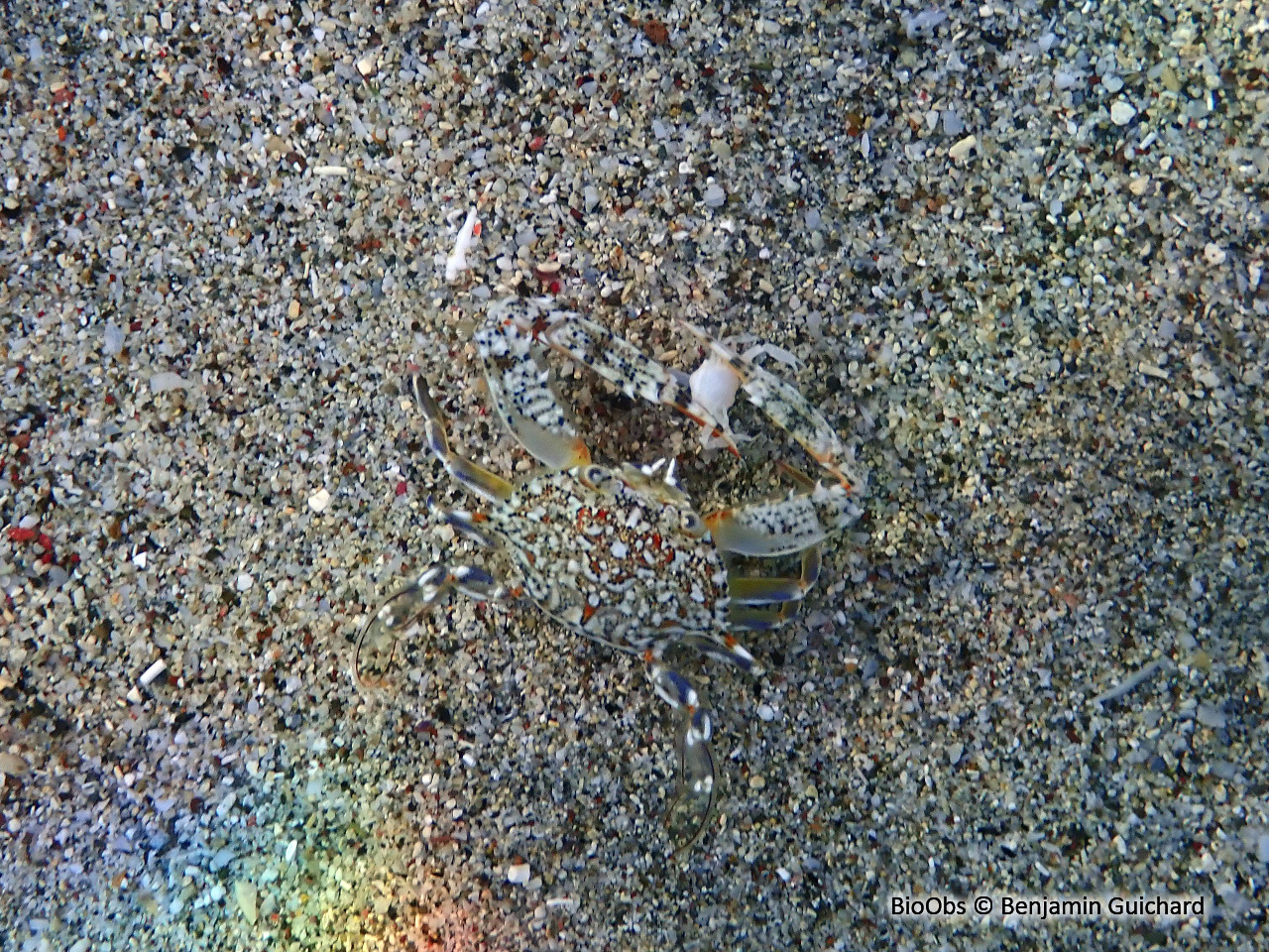 Crabe nageur délicat - Portunus anceps - Benjamin Guichard - BioObs