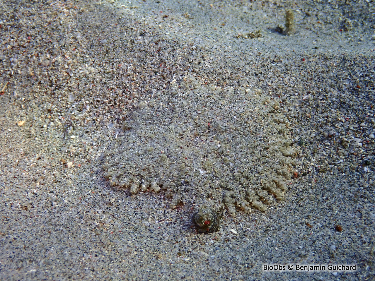 Anémone-carpette - Actinostella flosculifera - Benjamin Guichard - BioObs