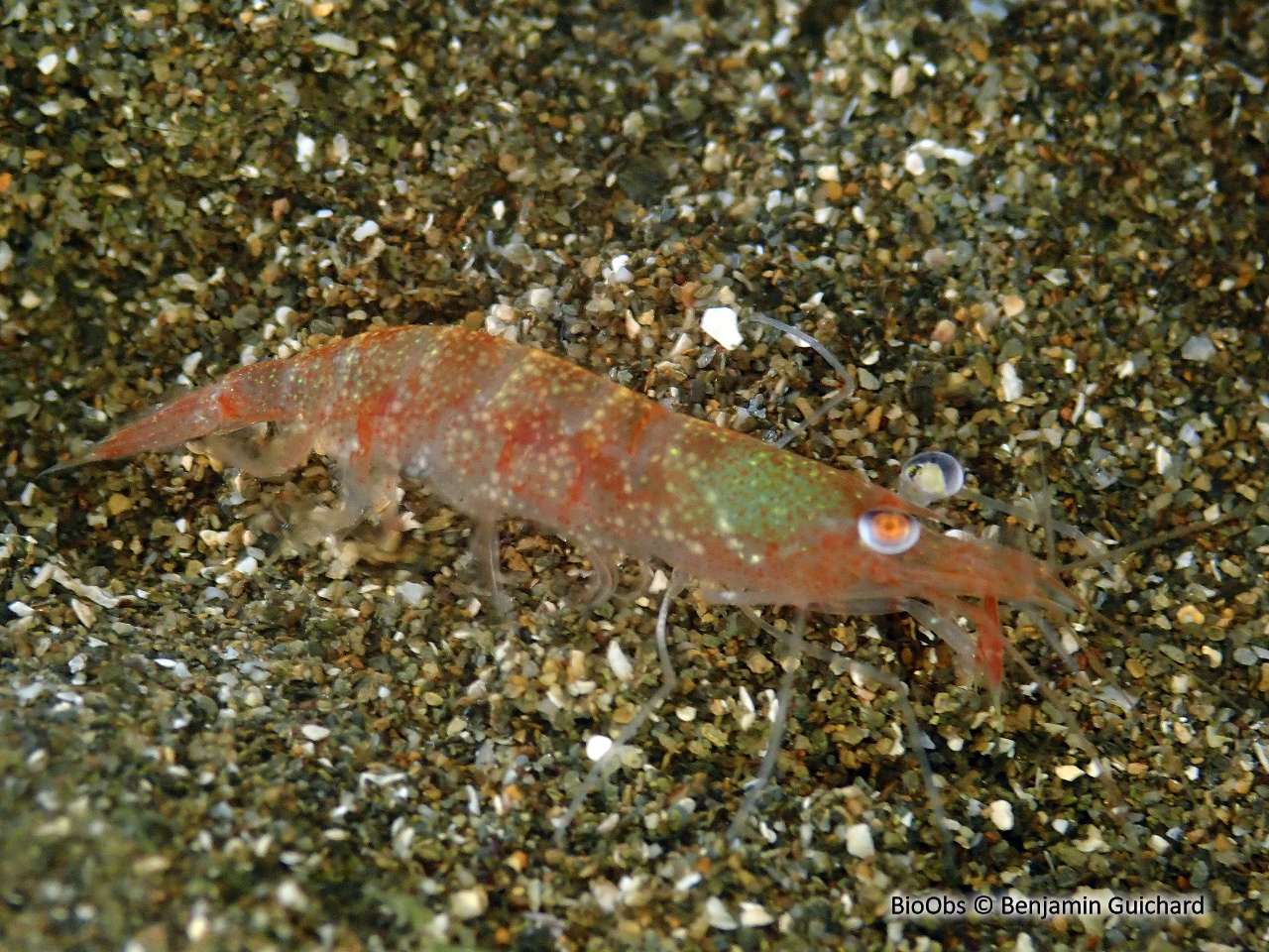 Crevette autruche comestible - Processa edulis edulis - Benjamin Guichard - BioObs