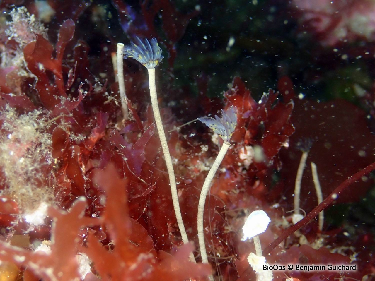 Petite sabelle - Sabella discifera - Benjamin Guichard - BioObs