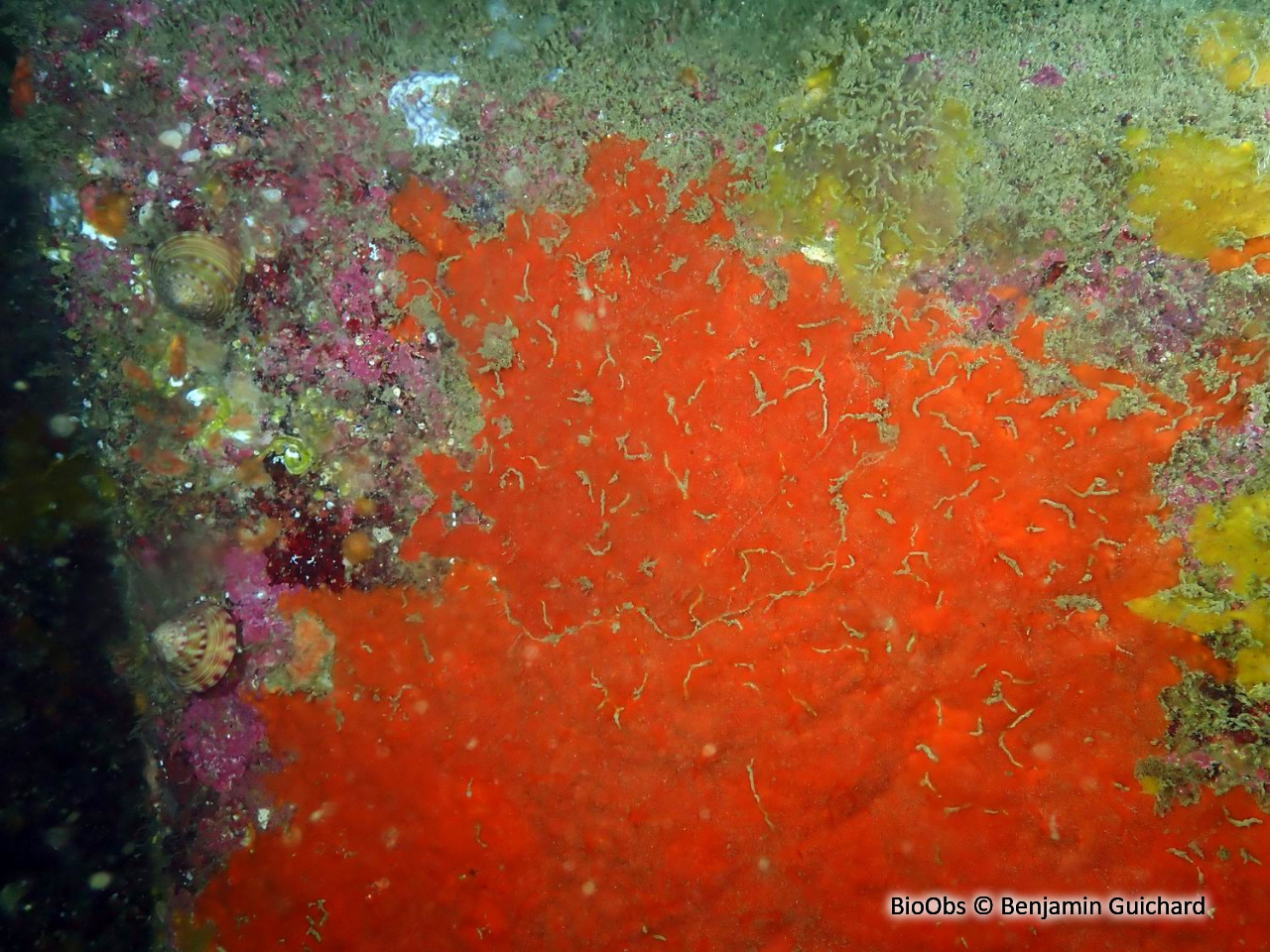 Eponge encroûtante rouge sang - Clathria (Microciona) atrasanguinea - Benjamin Guichard - BioObs