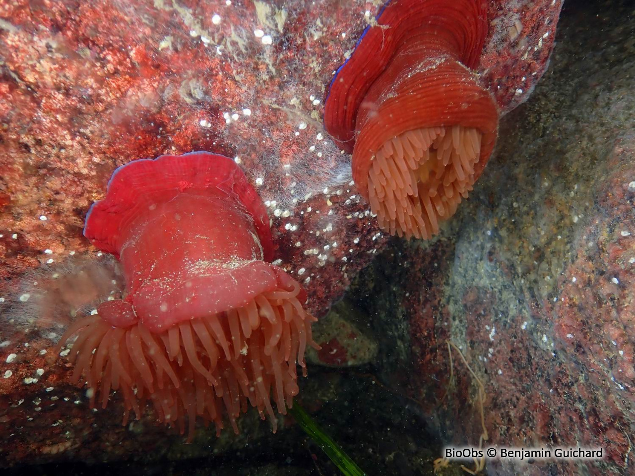 Tomate de mer de l'Atlantique - Actinia equina - Benjamin Guichard - BioObs