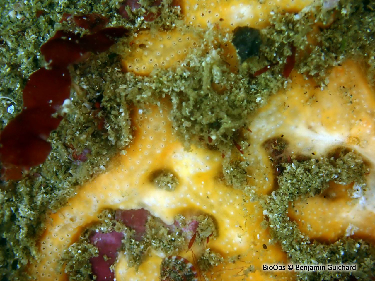 Didemne jaune - Polysyncraton bilobatum - Benjamin Guichard - BioObs