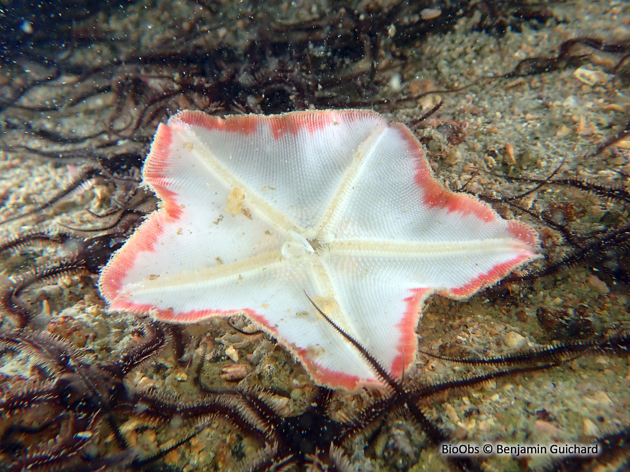 Etoile patte-d'oie - Anseropoda placenta - Benjamin Guichard - BioObs