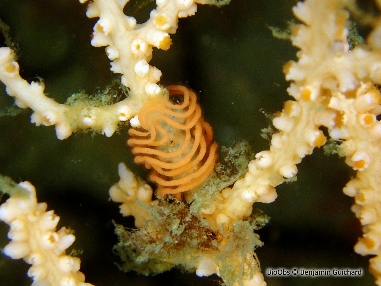 Tritonie des gorgones ponte - Duvaucelia ponte