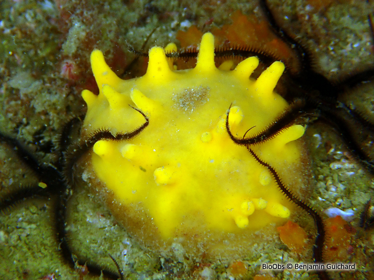 Eponge mamelle - Polymastia boletiformis - Benjamin Guichard - BioObs