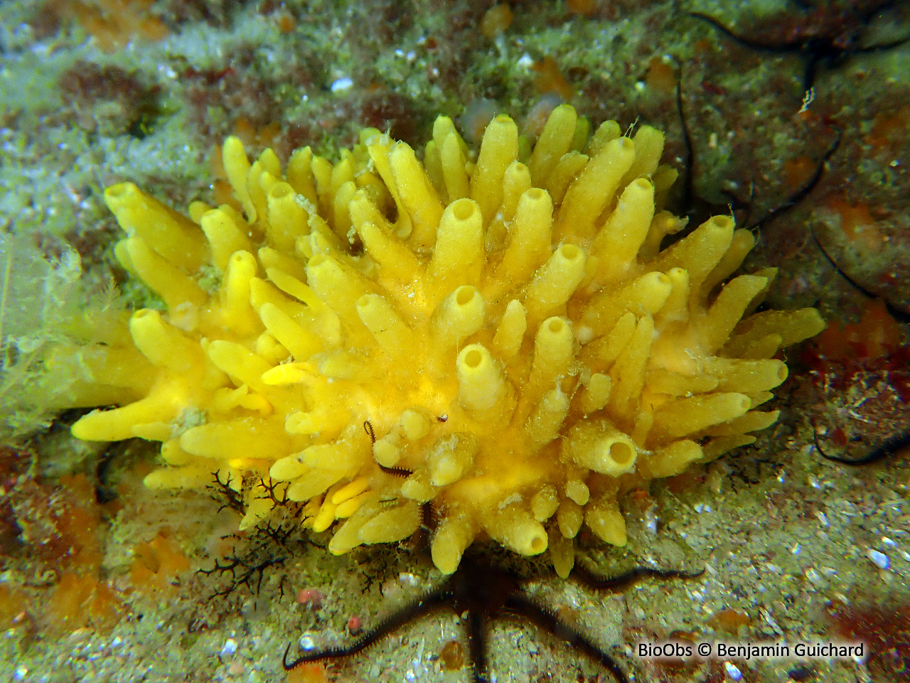 Eponge mamelle - Polymastia boletiformis - Benjamin Guichard - BioObs