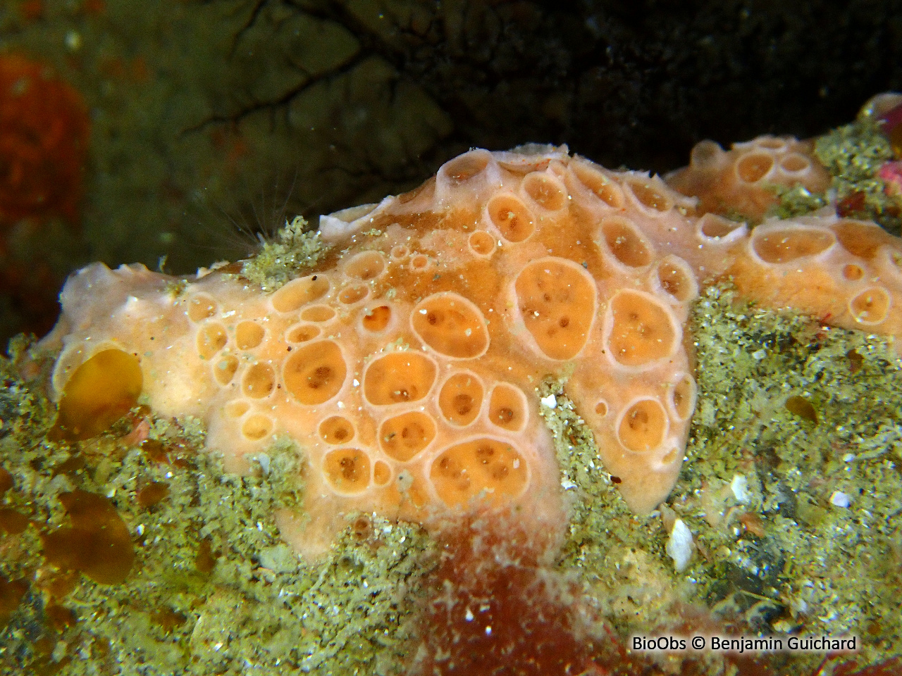 Eponge à cratères - Hemimycale columella - Benjamin Guichard - BioObs