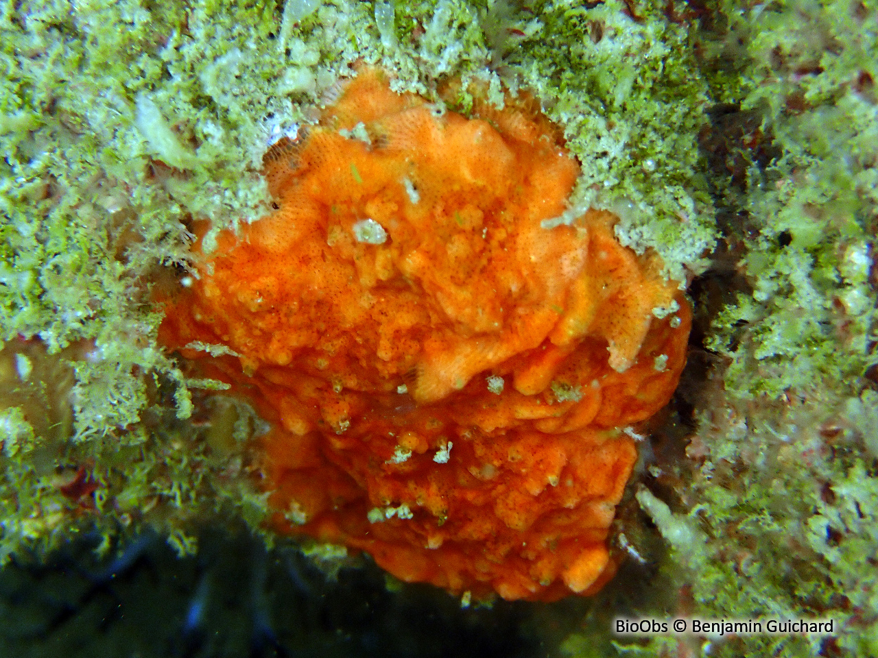 Grand schizomavelle rouge - Schizomavella sarniensis - Benjamin Guichard - BioObs