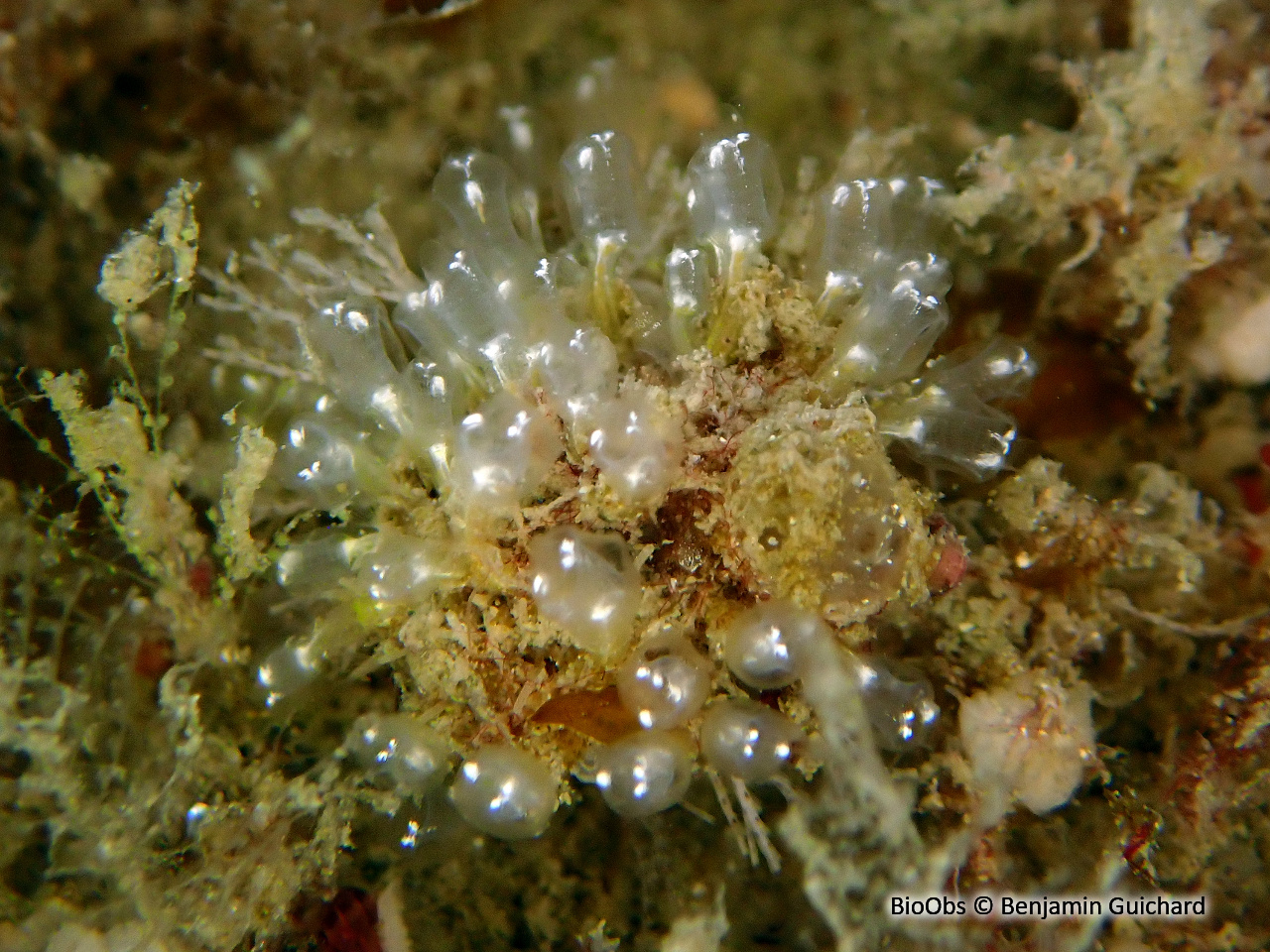 Ascidiole néon - Pycnoclavella aurilucens - Benjamin Guichard - BioObs