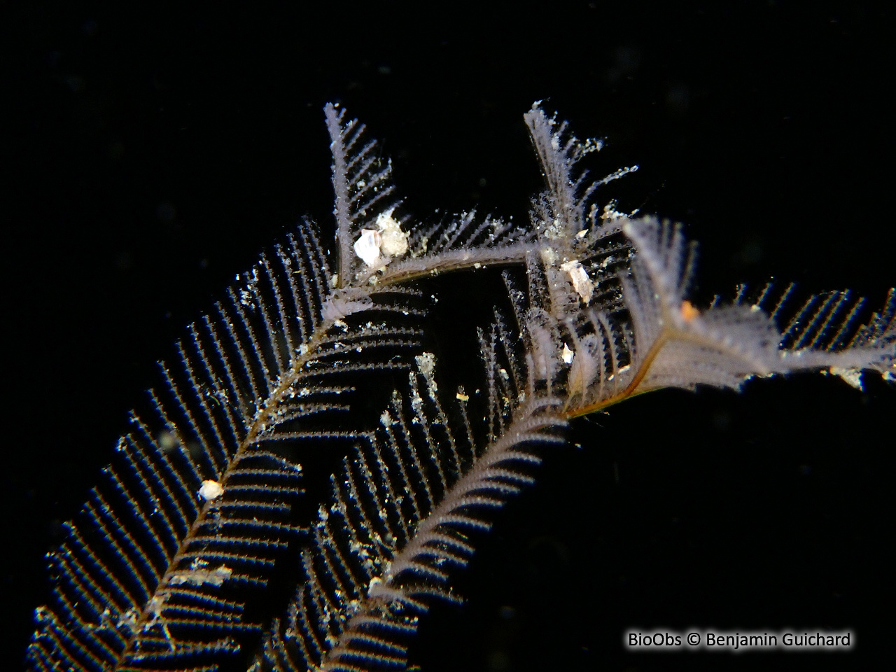 Plumule bicolore - Aglaophenia pluma - Benjamin Guichard - BioObs