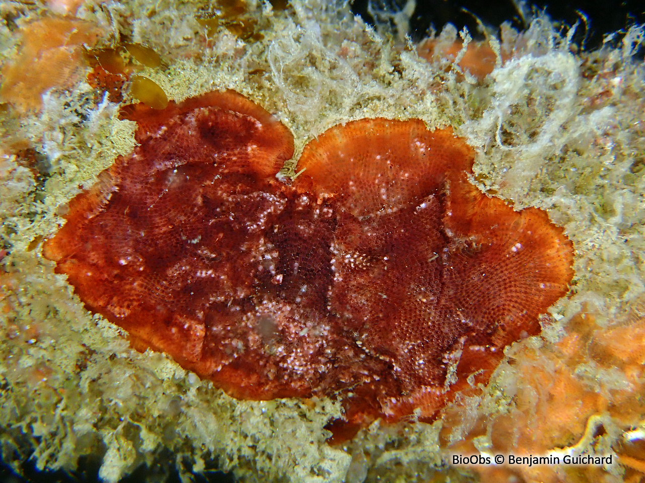 Schizomavelle à lignes régulières - Schizomavella (Schizomavella) linearis - Benjamin Guichard - BioObs