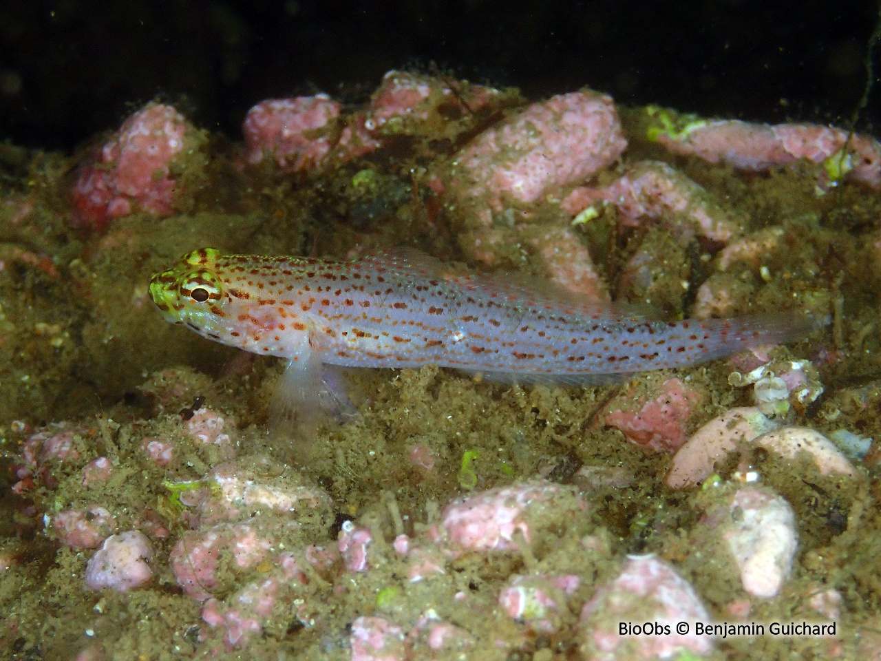 Gobie à tête jaune - Gobius xanthocephalus - Benjamin Guichard - BioObs