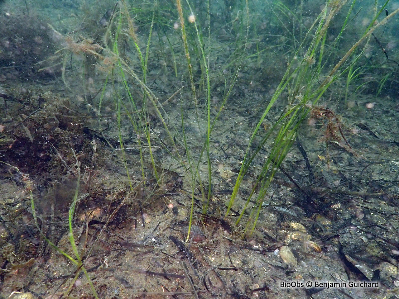 Zostère naine - Zostera (Zosterella) noltei - Benjamin Guichard - BioObs